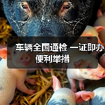 车辆全国通检 一证即办便利举措(图4) 车辆全国通检 一证即办便利举措(图4)